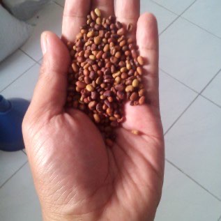Benih Turi (Sesbania grandifolia)