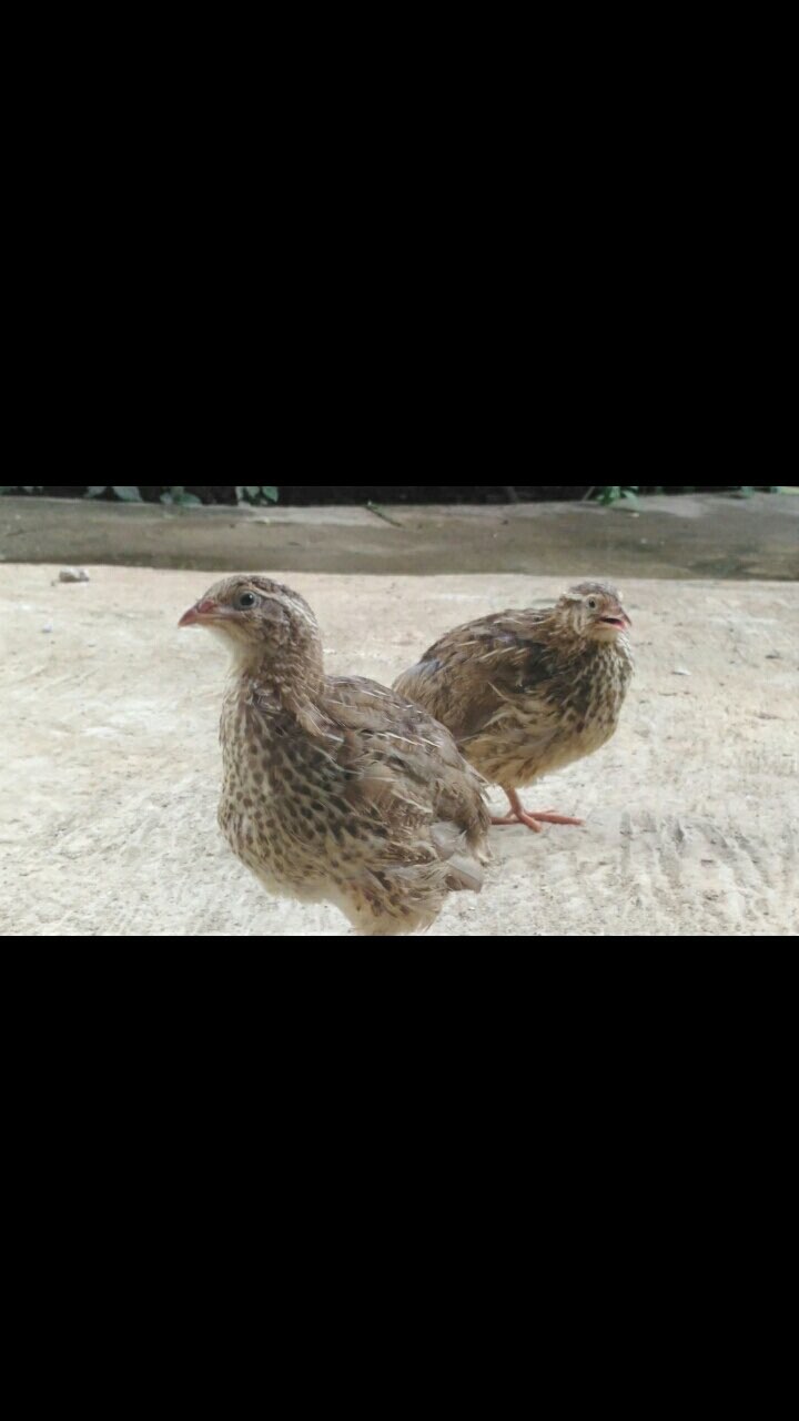 Puyuh Petelur
