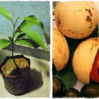 bibit buah pala kualitas unggul banyak manfaat