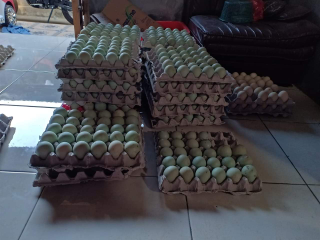 telur bebek