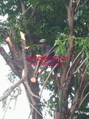 jasa tebang pohon jabodetabek 
