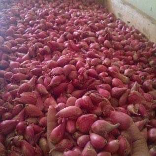 Bawang Merah Brebes