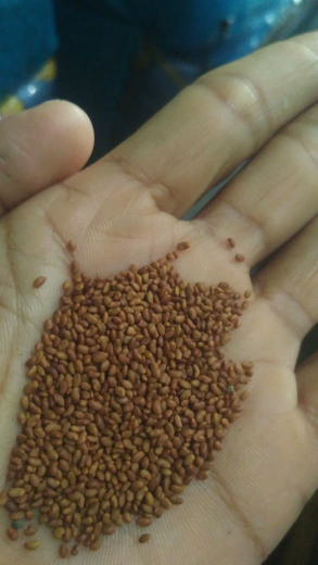 BIBIT ALFALFA 10 gram