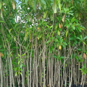 jual pohon bungur.dll