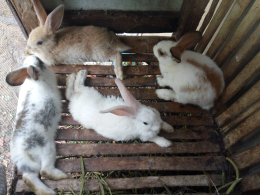 jual kelinci hias (persilangan leon, karpet, dan rex)