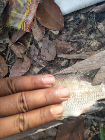 ikan nila