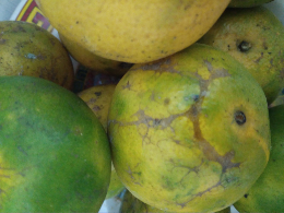 sayur KOL, SAYUR JIPANG, JAHE, JENGKOL,