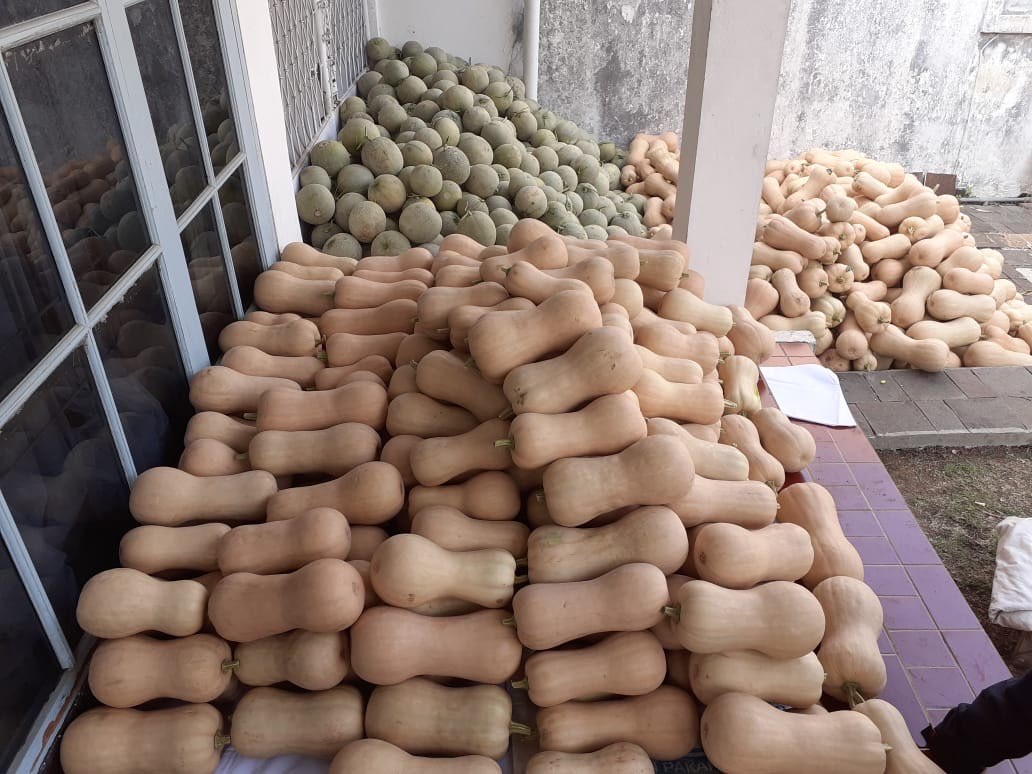 Labu Madu / Butternut