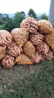 UBI MADU LEGIT (cilembu)