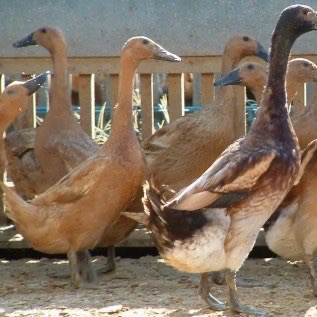 Jual DOD atau Bibit Bebek Mojosari Petelur Pulau Kalimantan