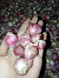 mari ready bawang merah harga 26 ribu tanggung besar