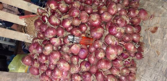 bawang merah