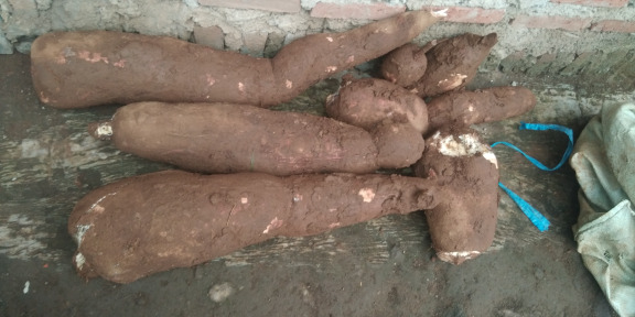jual singkong dan ubi