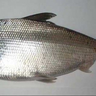 JUal Bandeng Segar