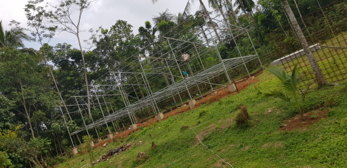 Jual ayam broiler Hidup dan karkas