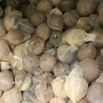 Jual Kelapa Tua Madina sumut