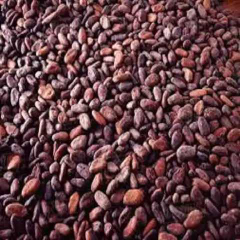 Biji coklat