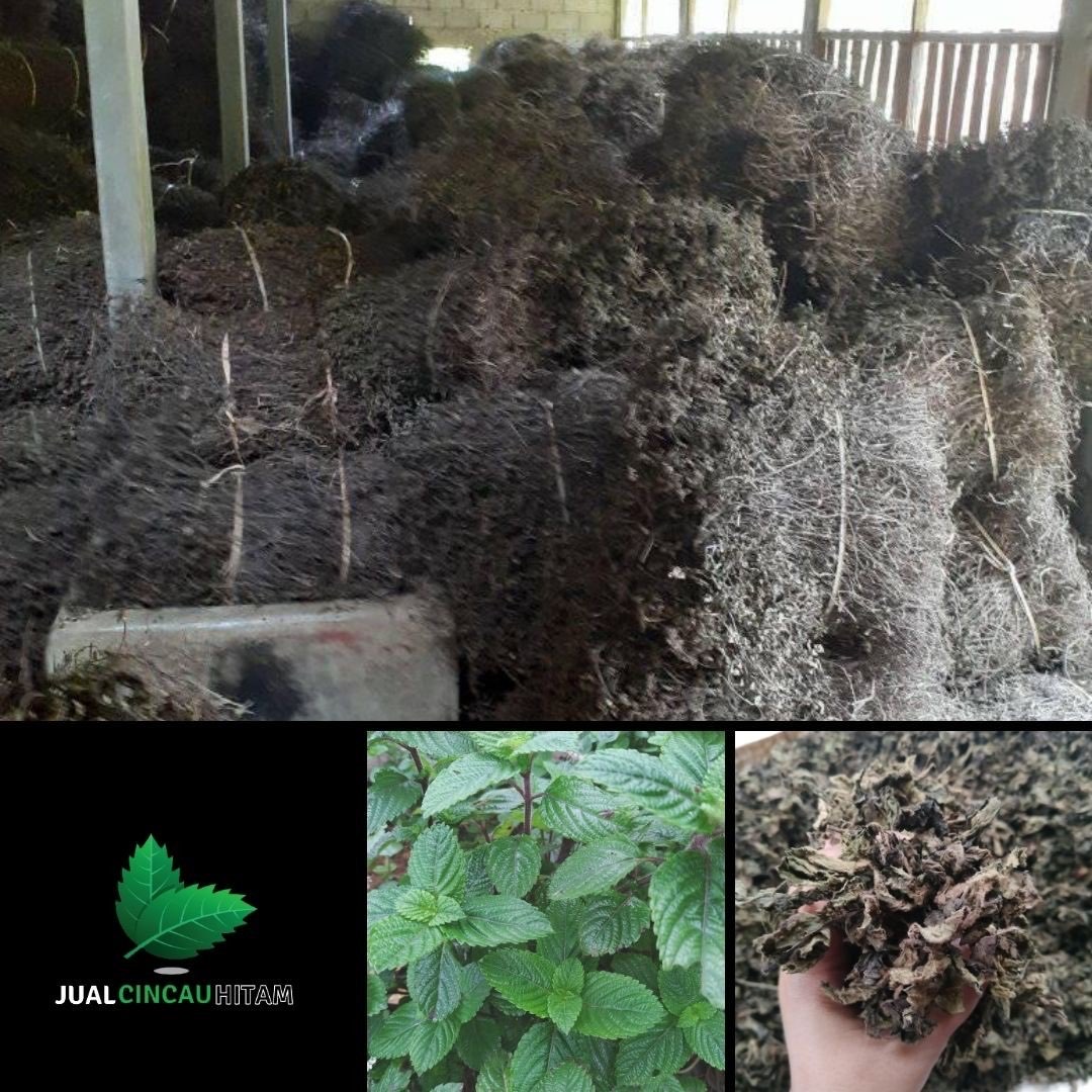 Supplier Cincau Hitam Di Aceh Tenggara Dari Petani Di Pacitan Jawa Timur