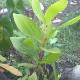 Bibit Mangium (Acacia mangium)