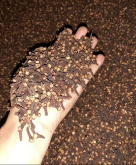 CENGKEH JATIM 60K