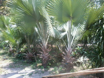 jual pohon palem bismarkia 
