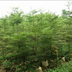 jual pohon ketapang kencana 