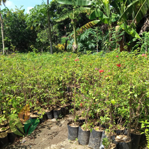 jual pohon Bougenville 