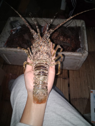 Jual Lobster Air Laut Fresh!