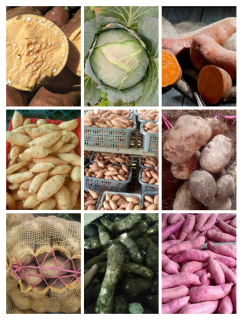 Jual berbagai macam ubi jalar dan sayur mayur