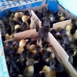 Jual DOD Hibrida MP (Mojosari - Peking) Asli Pedaging
