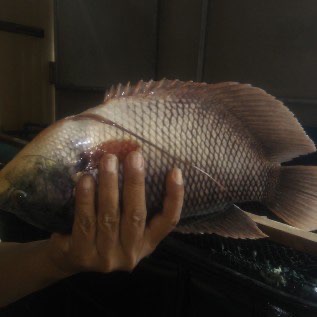 Jual Ikan Gurami Hidup Kosumsi 4,5 ons s/d 7ons