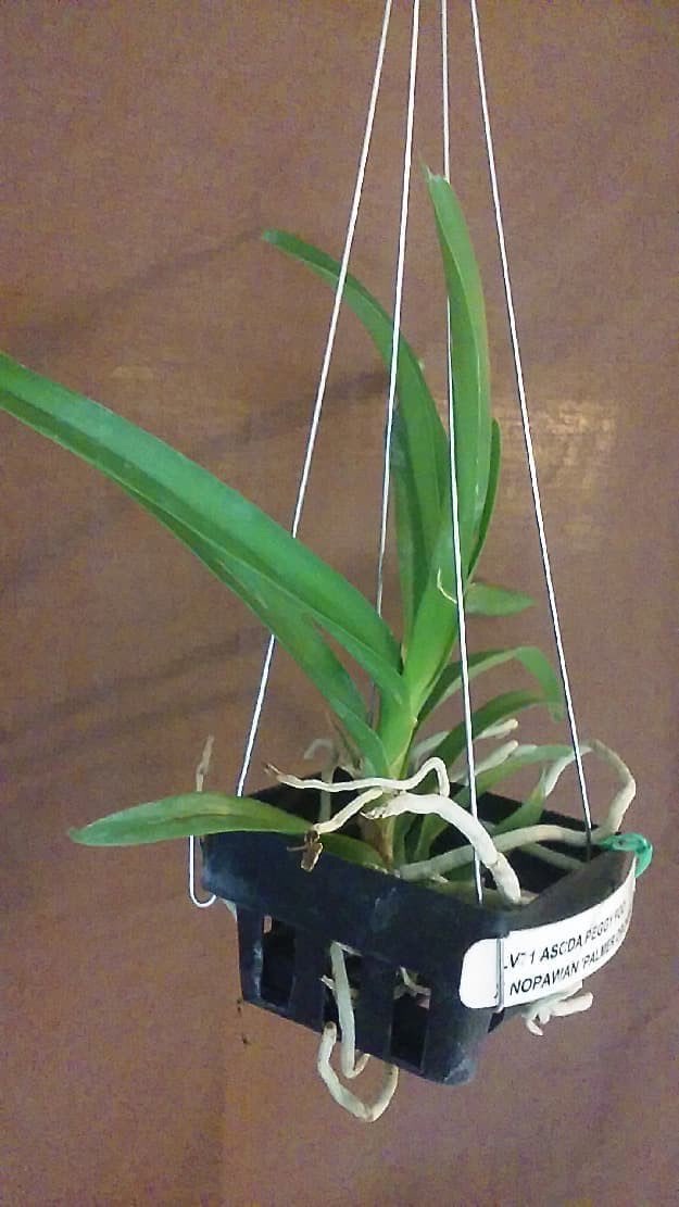 Netpot Anggrek Vanda Kotak Netpot Vanda Baskets Ukr 10 Cm