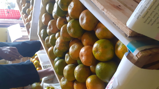 jeruk siyam madu malang