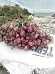 Bawang Merah