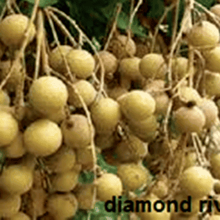 bibit kelengkeng diamond river siap tanam kualitas super hasil buah melimpah