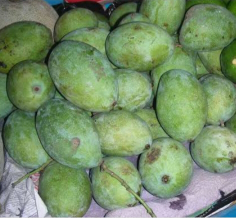 Mangga