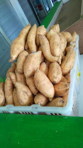 ubi jalar manis