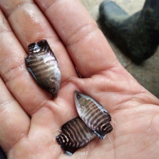 Jual Bibit Gurame Ukuran Silet