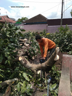 potong pohon tangerang 