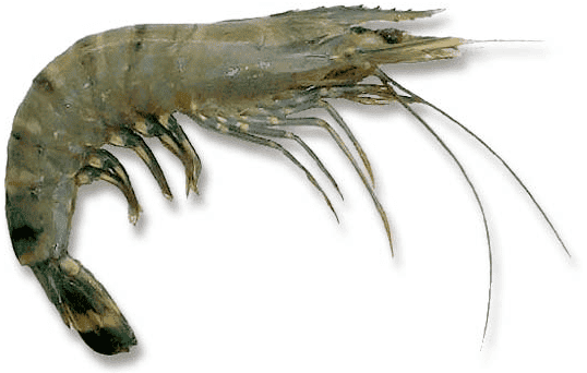 Jual Udang Vanname Bandung