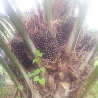 Jual Kebun Kelapa sawit