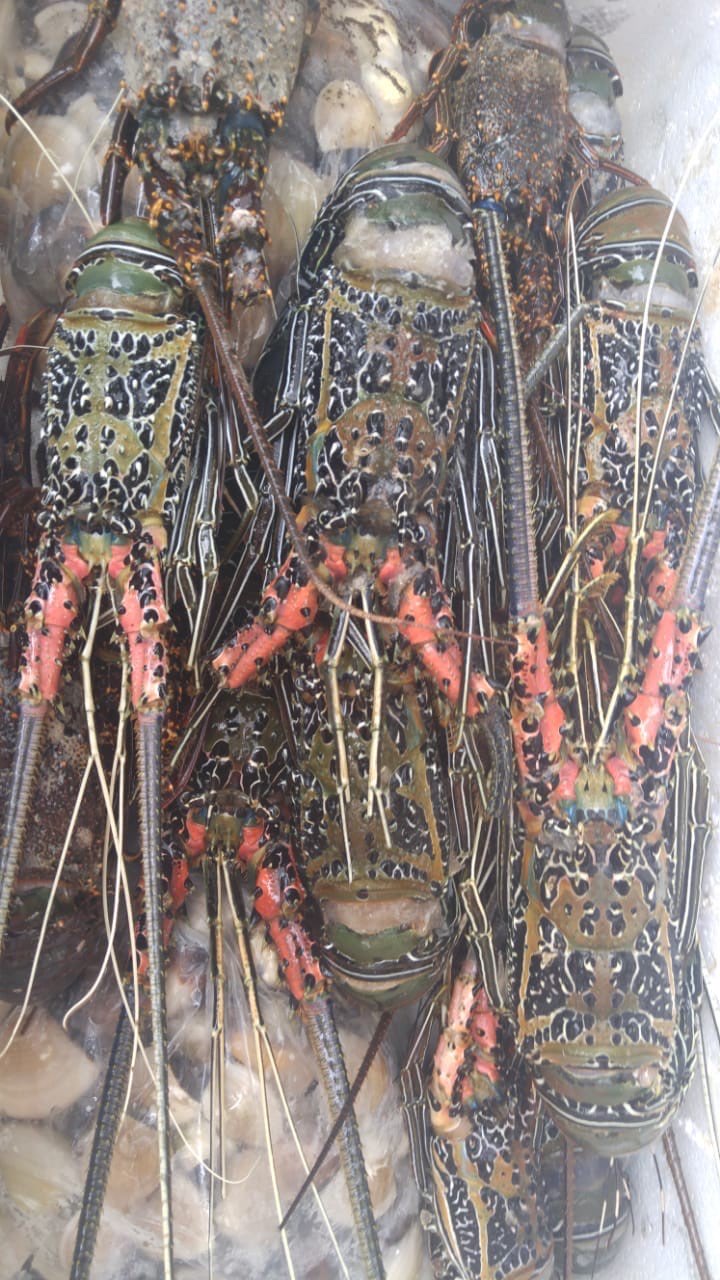 Lobster Segar Surabaya
