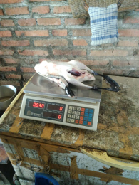 bebek karkas