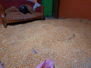 Menawarkan Jagung pipil,kadar Air  15-20%