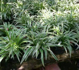 jual pohon lili paris