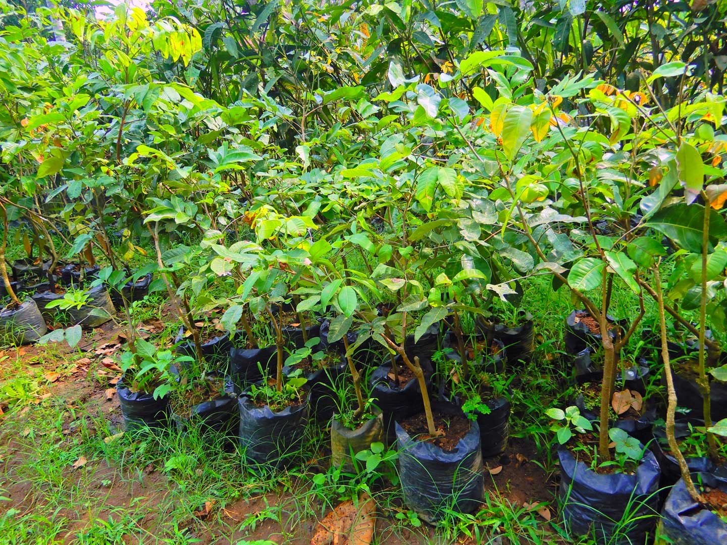Jual Bibit Kelengkeng Matalada