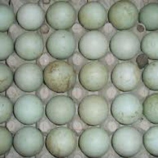 telur asin dan telur bebek(mentah)