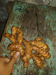 kunyit