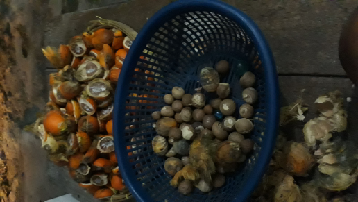 ready pinang kering dan kemiri gelondongan