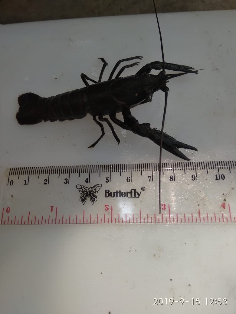 Jual Lobster Bandung - Reza Farm